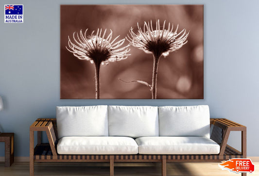 Dandelion Seed Head Closeup Photograph Print 100% Australian Made