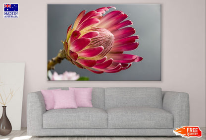 Red Protea Flower Closeup Photograph Print 100% Australian Made