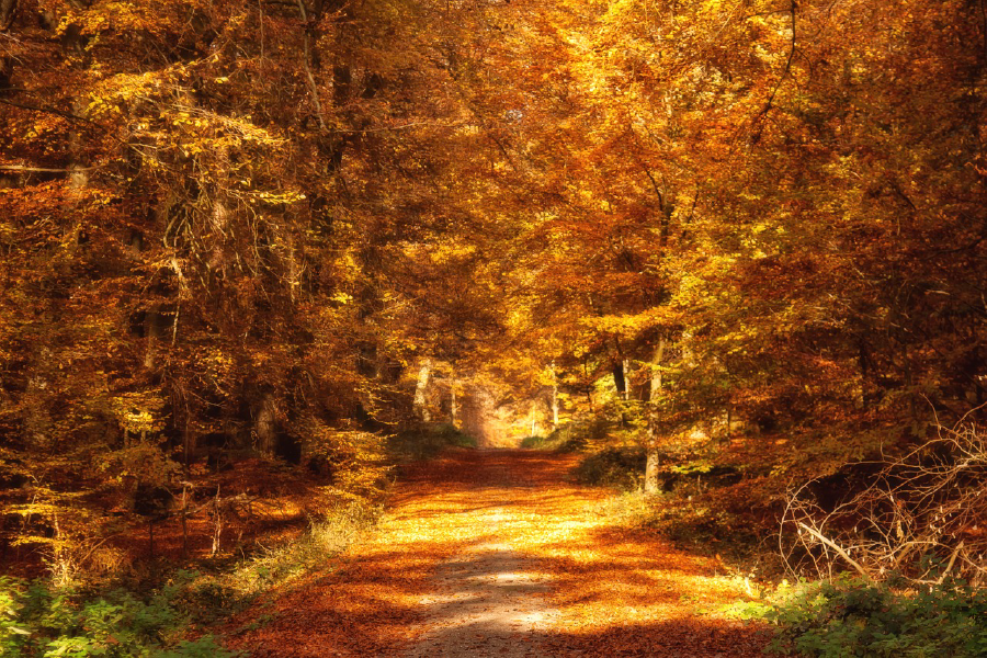 Road in Autumn Forest Photograph Print 100% Australian Made