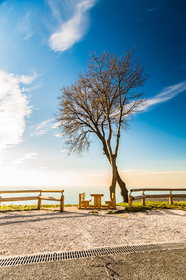 Two Trees & Bench on Top of Bay Photograph Print 100% Australian Made