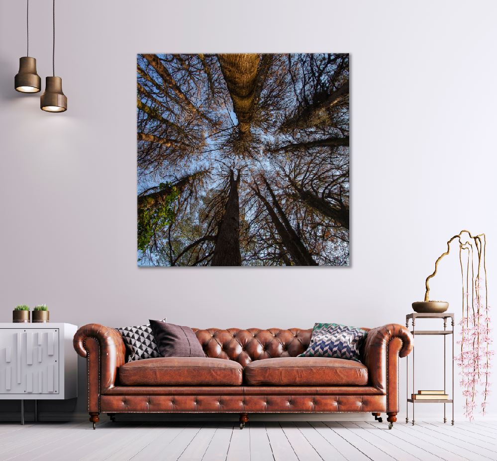 Square Canvas Dead Large Trees Below View Photograph High Quality Print 100% Australian Made