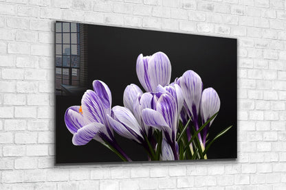 Crocus Violet Flowers Print Tempered Glass Wall Art 100% Made in Australia Ready to Hang