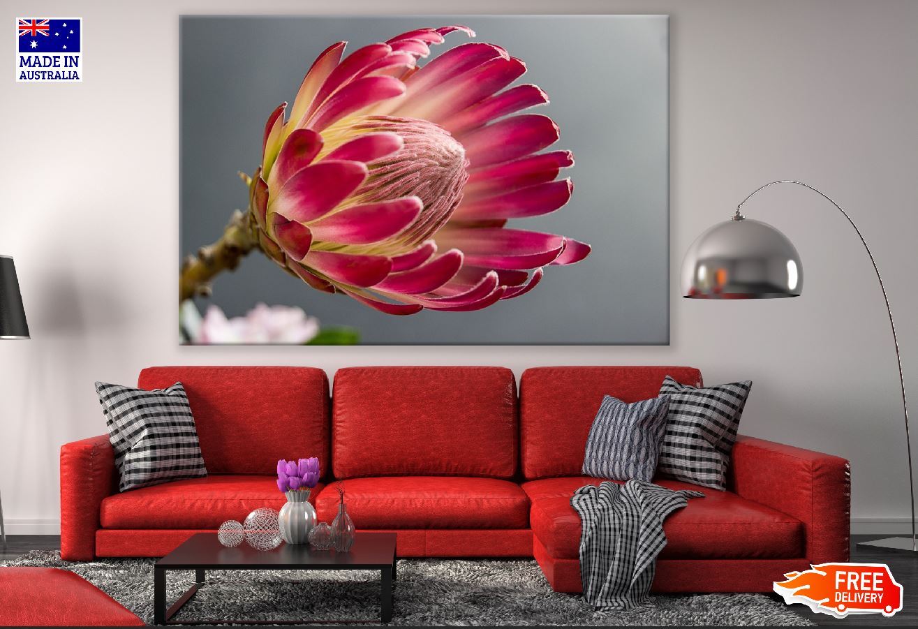 Red Protea Flower Closeup Photograph Print 100% Australian Made