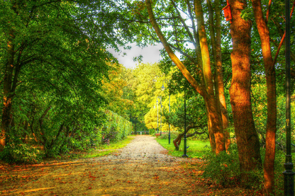 Road Near Huge Forest Photograph Print 100% Australian Made