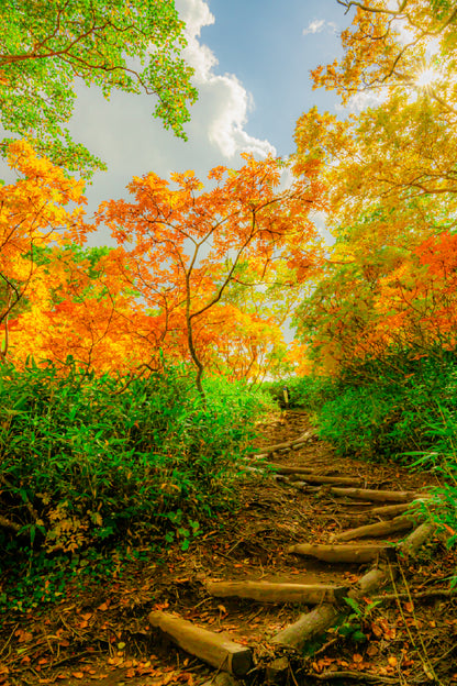 Autumn Trees Pathway Scenery View Home Decor Premium Quality Poster Print Choose Your Sizes