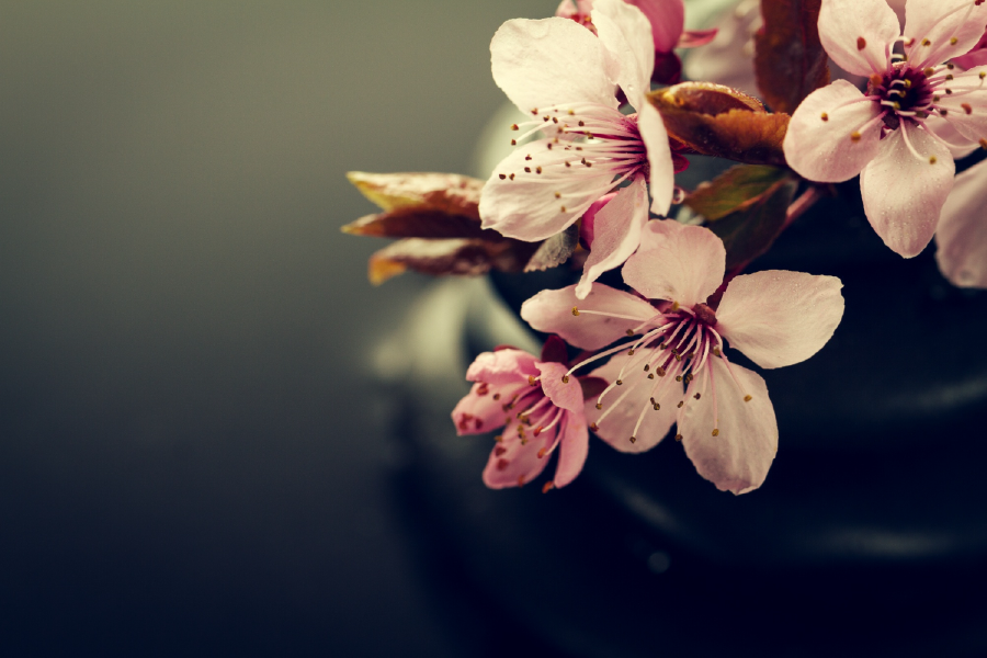 Blossom Flowers On Stones Photograph Home Decor Premium Quality Poster Print Choose Your Sizes