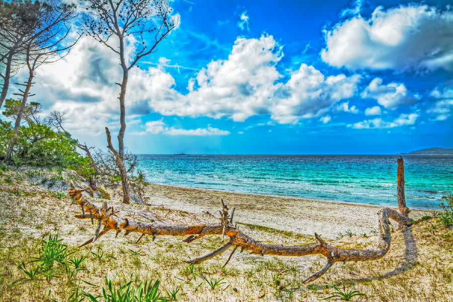 Tree Trunk in Maria Pia Beach Photograph Print 100% Australian Made