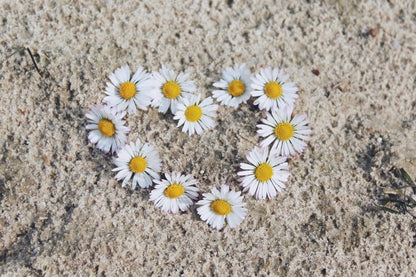 White Daisy Flower Heart Shape Design Photograph Print 100% Australian Made