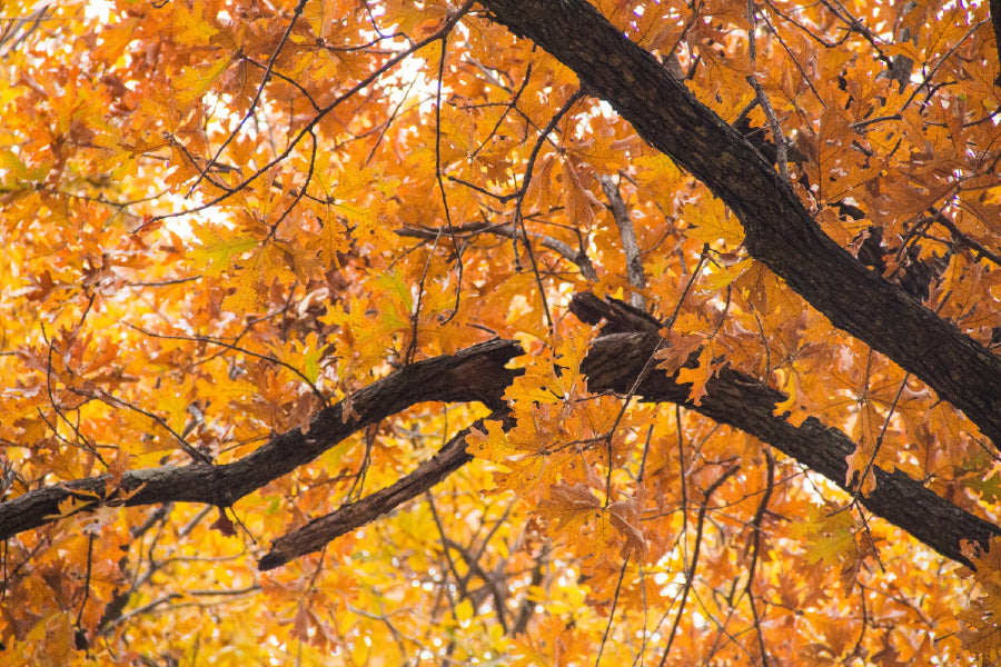 Orange Autumn Leaves Branch View Photograph Print 100% Australian Made