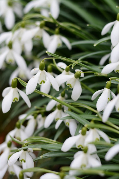 Snowdrop Flowers Closeup Photograph Print 100% Australian Made