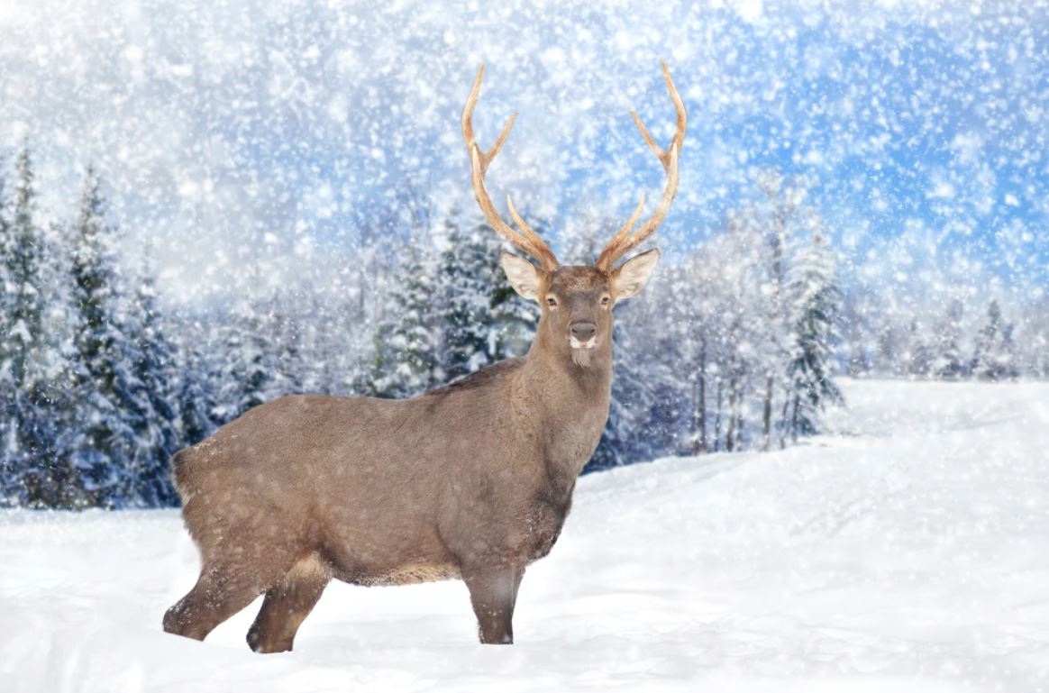 Deer in Snow Forest Photograph Home Decor Premium Quality Poster Print Choose Your Sizes