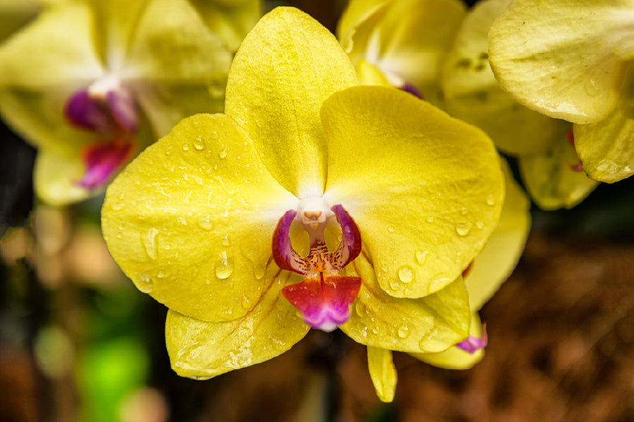 Yellow Orchid Flowers View Photograph Print 100% Australian Made