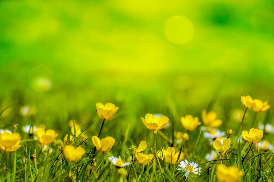 Yellow Flowers with Leaves Photograph Print 100% Australian Made