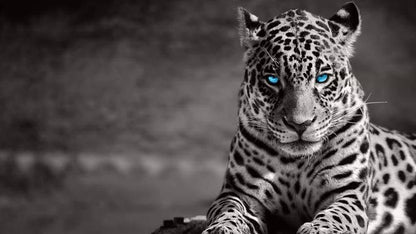 Leopard Blue Eyes Minimalist Print 100% Australian Made