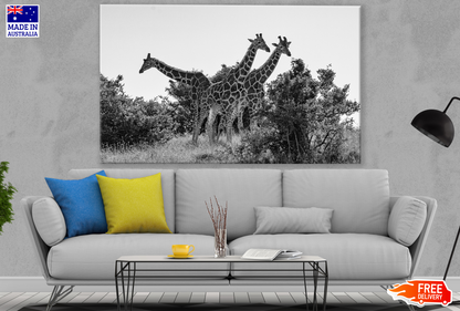 Giraffes Walking B&W Photograph Print 100% Australian Made