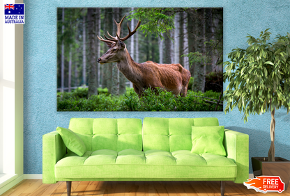 Deer In Forest Photograph Print 100% Australian Made