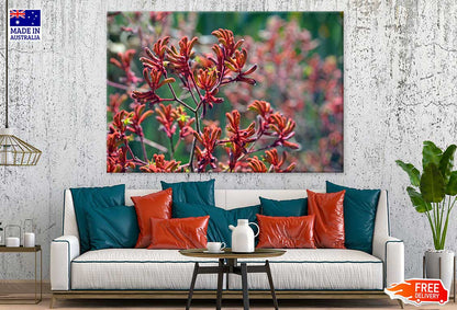 Red Kangaroo Paw Flowers View Photograph Print 100% Australian Made