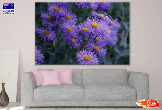 Purple Aster Flowers Photograph Print 100% Australian Made