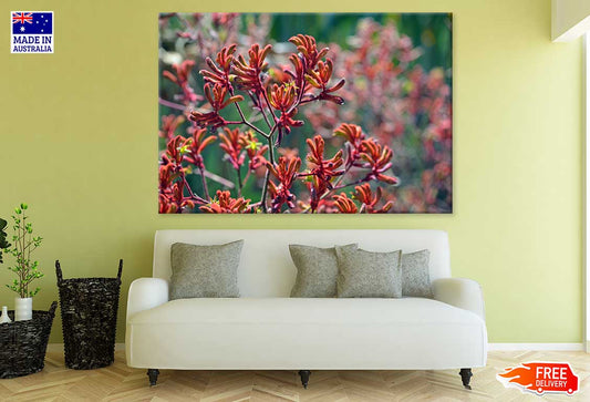 Red Kangaroo Paw Flowers View Photograph Print 100% Australian Made
