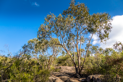 Rocks With Trees & Forest View Print 100% Australian Made