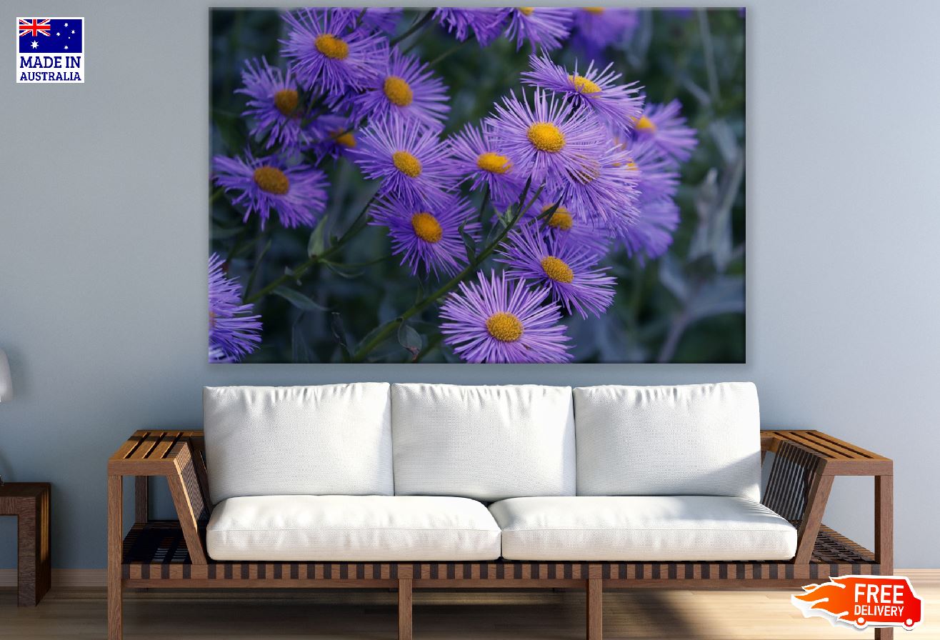 Purple Aster Flowers Photograph Print 100% Australian Made