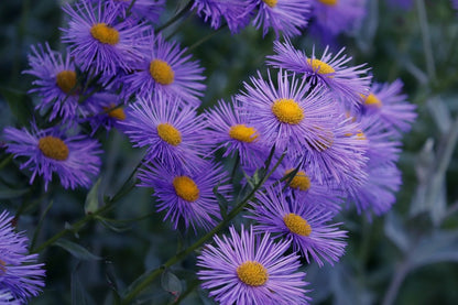 Purple Aster Flowers Photograph Print 100% Australian Made