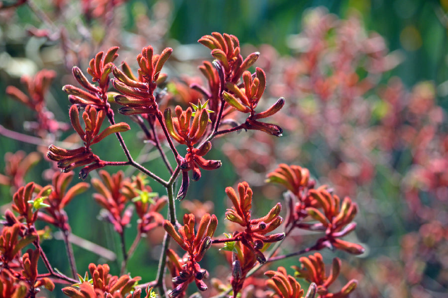 Red Kangaroo Paw Flowers View Photograph Print 100% Australian Made