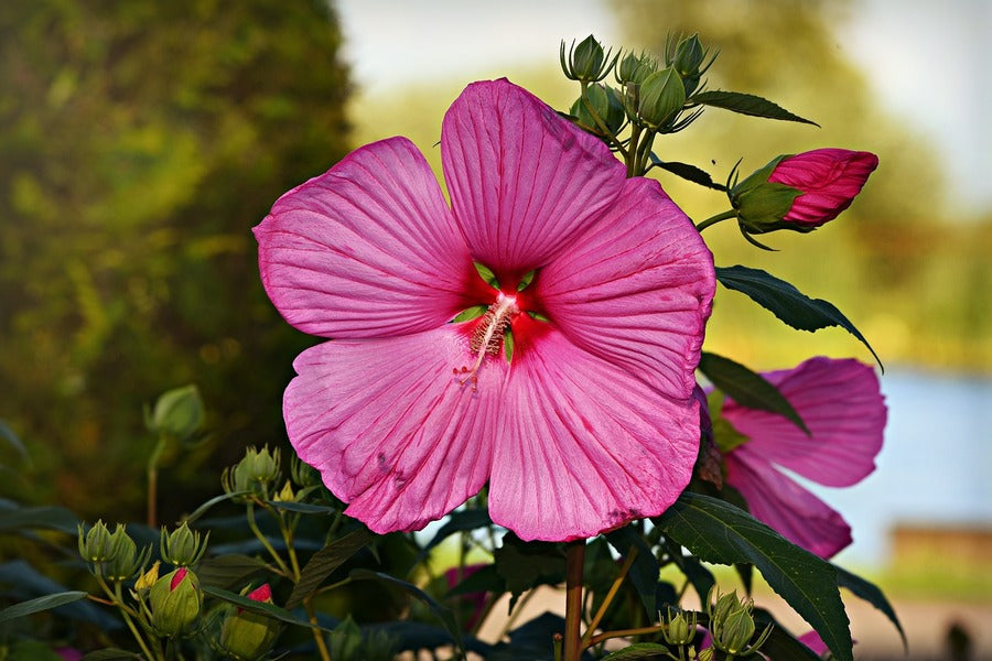 Pink Hibiscus Flower Closeup Photograph Print 100% Australian Made