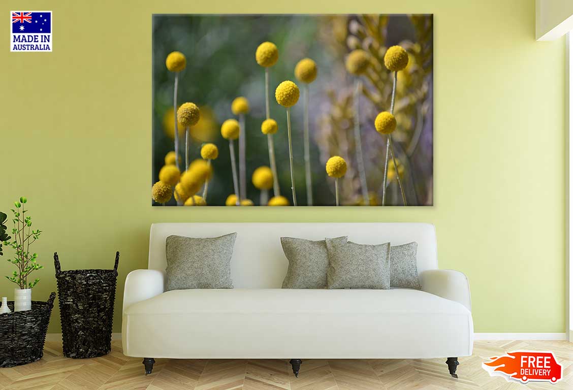 Billy Balls Flowers Photograph Print 100% Australian Made