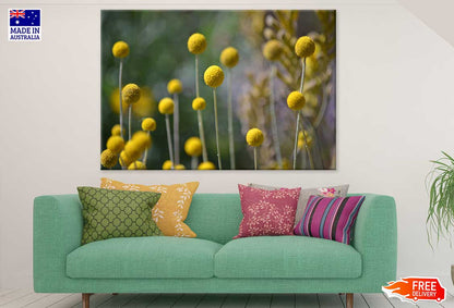Billy Balls Flowers Photograph Print 100% Australian Made