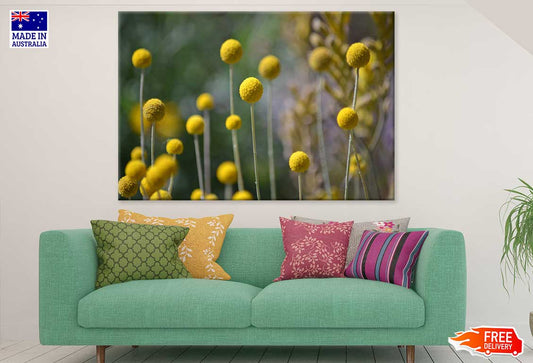 Billy Balls Flowers Photograph Print 100% Australian Made