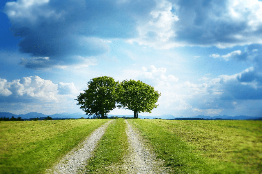 Trees with Two Paths & Blue Sky Photograph Print 100% Australian Made