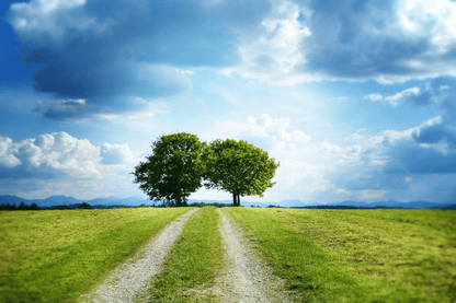 Trees with Two Paths & Blue Sky Photograph Print 100% Australian Made