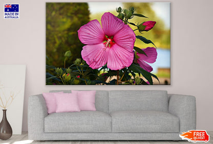 Pink Hibiscus Flower Closeup Photograph Print 100% Australian Made