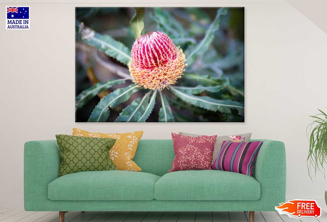 Pink Banksia Flower Closeup View Photograph Print 100% Australian Made