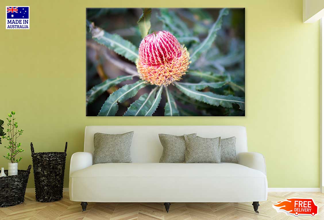 Pink Banksia Flower Closeup View Photograph Print 100% Australian Made