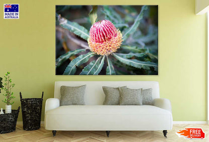 Pink Banksia Flower Closeup View Photograph Print 100% Australian Made