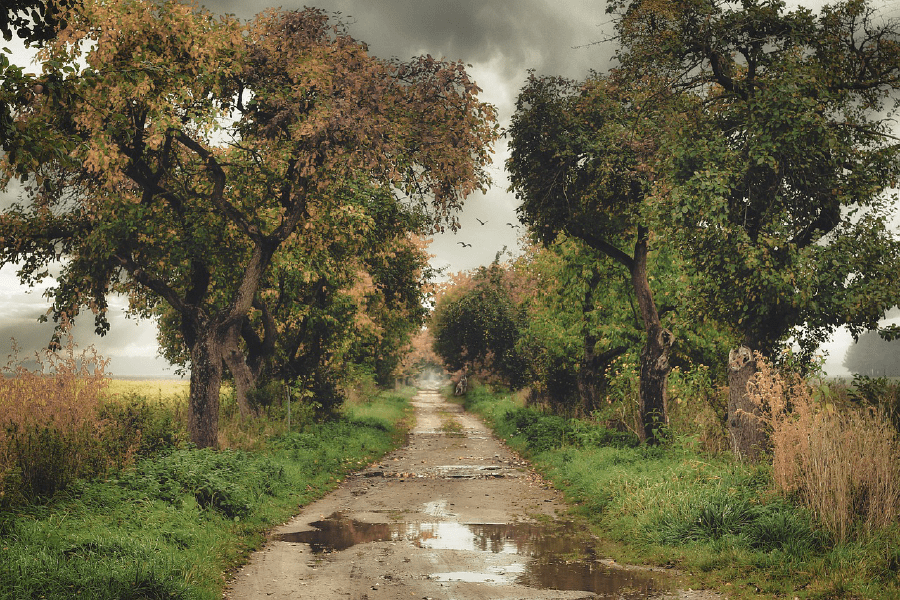 Road Covered with Trees Photograph Print 100% Australian Made