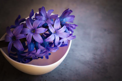 Purple Hyacinths Flower in Pot Photograph Print 100% Australian Made