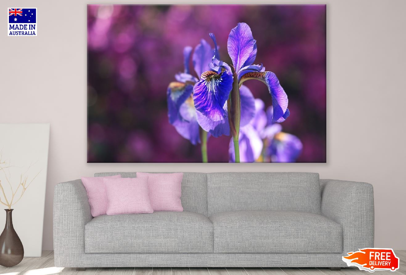 Purple Iris Flower Closeup Photograph Print 100% Australian Made