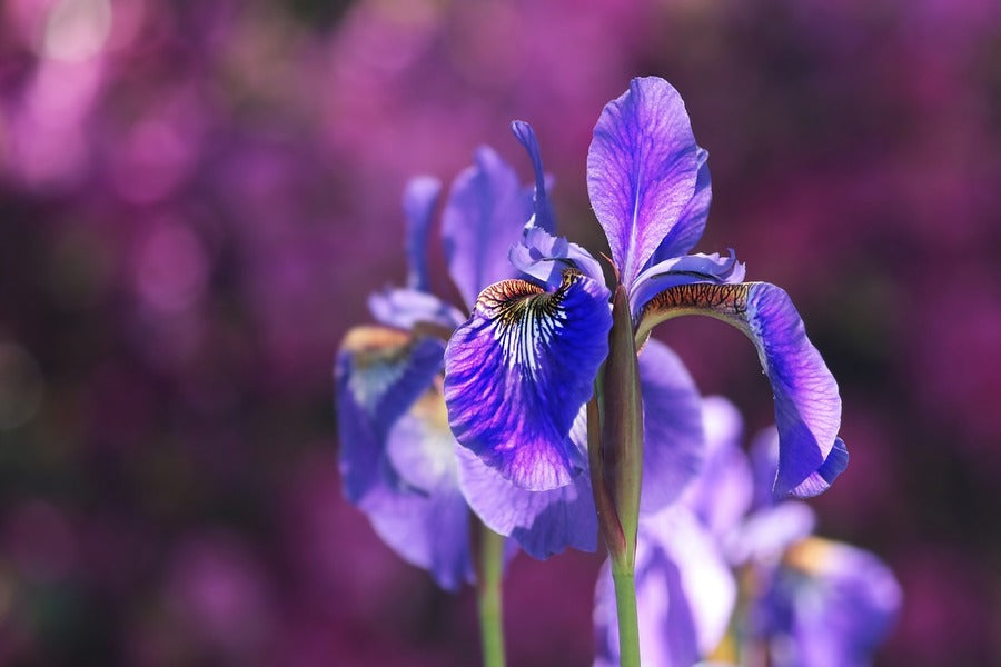 Purple Iris Flower Closeup Photograph Print 100% Australian Made