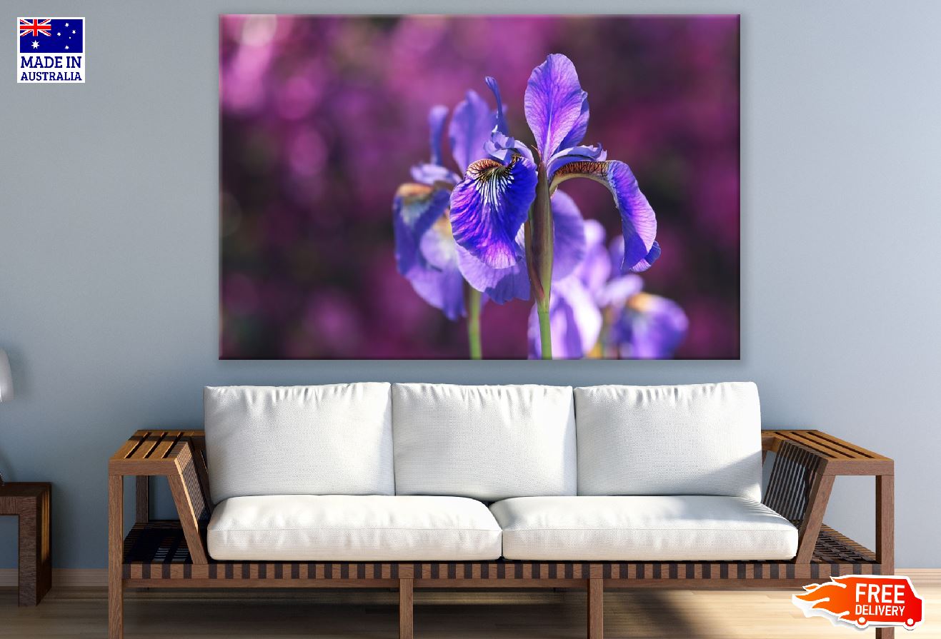 Purple Iris Flower Closeup Photograph Print 100% Australian Made