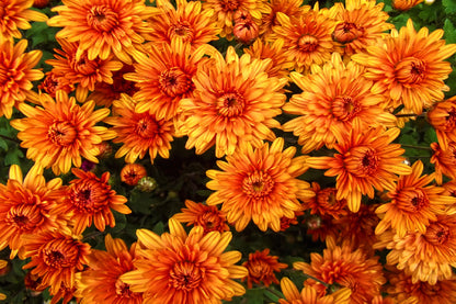 Orange Chrysanthemum Flowers View Photograph Print 100% Australian Made