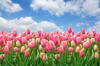 Pink Tulip Field Under Blue Sky Photograph Print 100% Australian Made