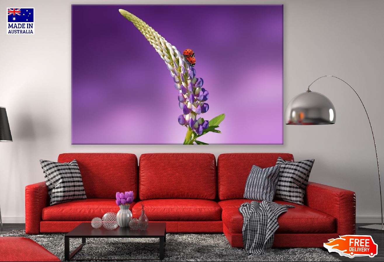 Ladybug on Lavender Flower Closeup Photograph Print 100% Australian Made