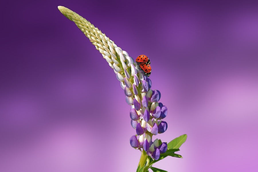 Ladybug on Lavender Flower Closeup Photograph Print 100% Australian Made