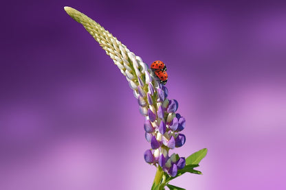 Ladybug on Lavender Flower Closeup Photograph Print 100% Australian Made