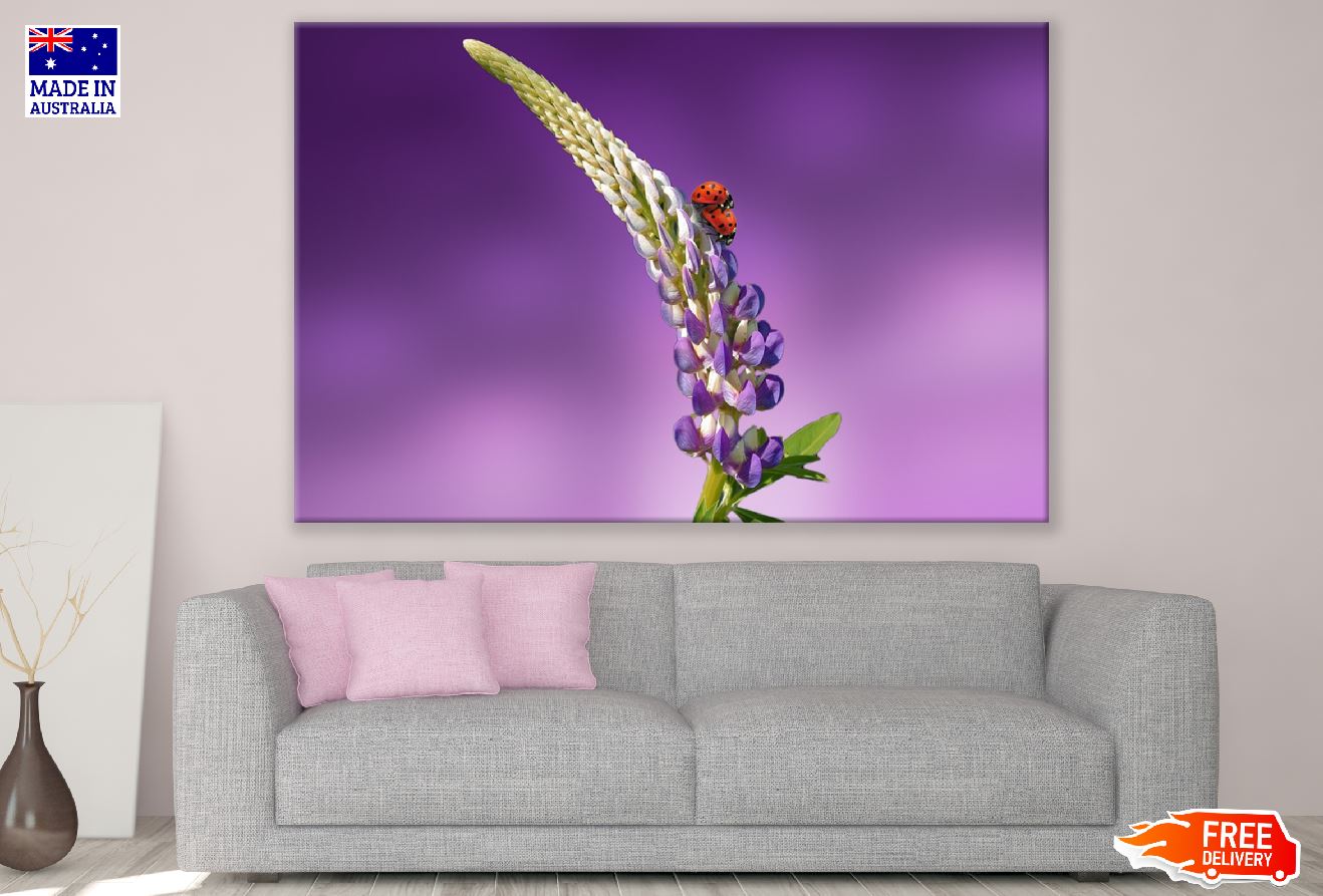 Ladybug on Lavender Flower Closeup Photograph Print 100% Australian Made