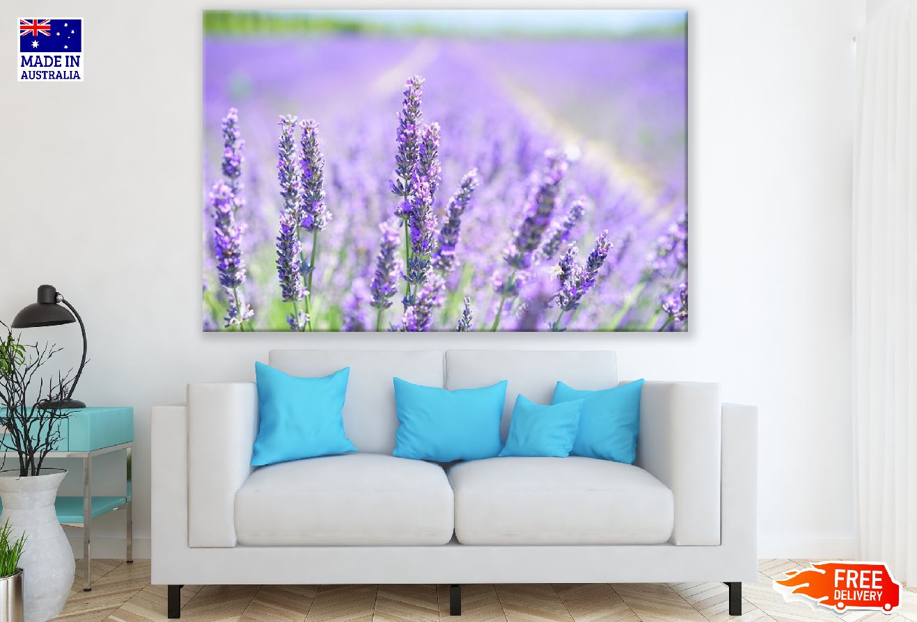Lavender Flower Field Photograph Print 100% Australian Made