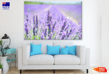 Lavender Flower Field Photograph Print 100% Australian Made